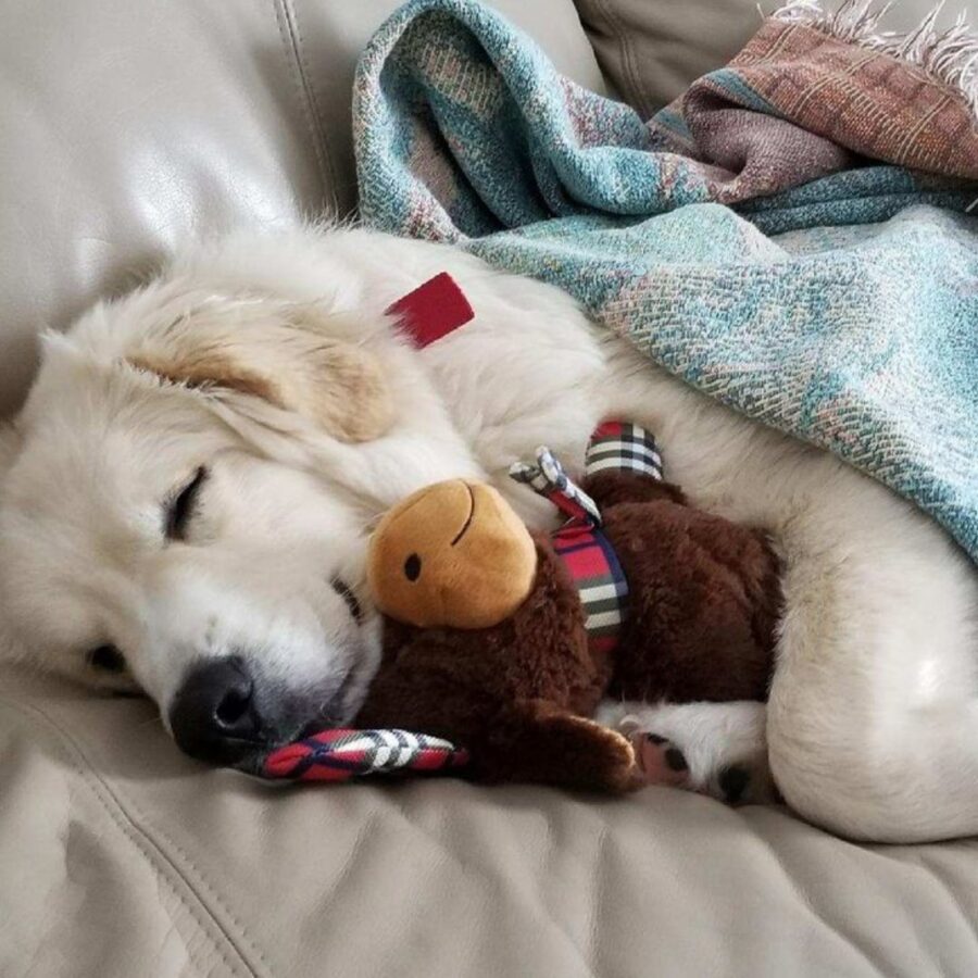 cane con peluche