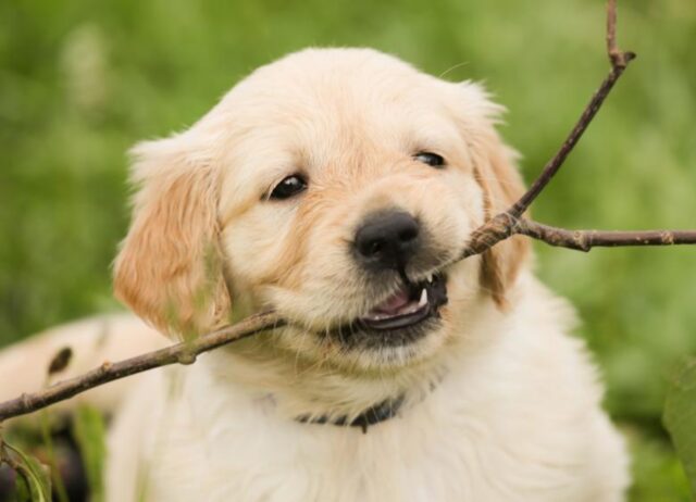 6 foto che ti convinceranno a prendere un cane se ancora non lo hai fatto