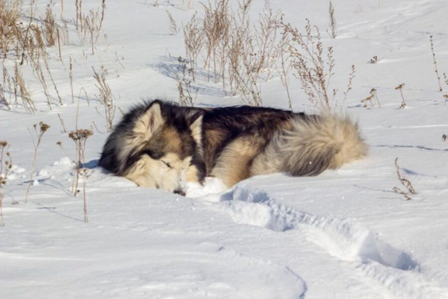 cucciolo neve