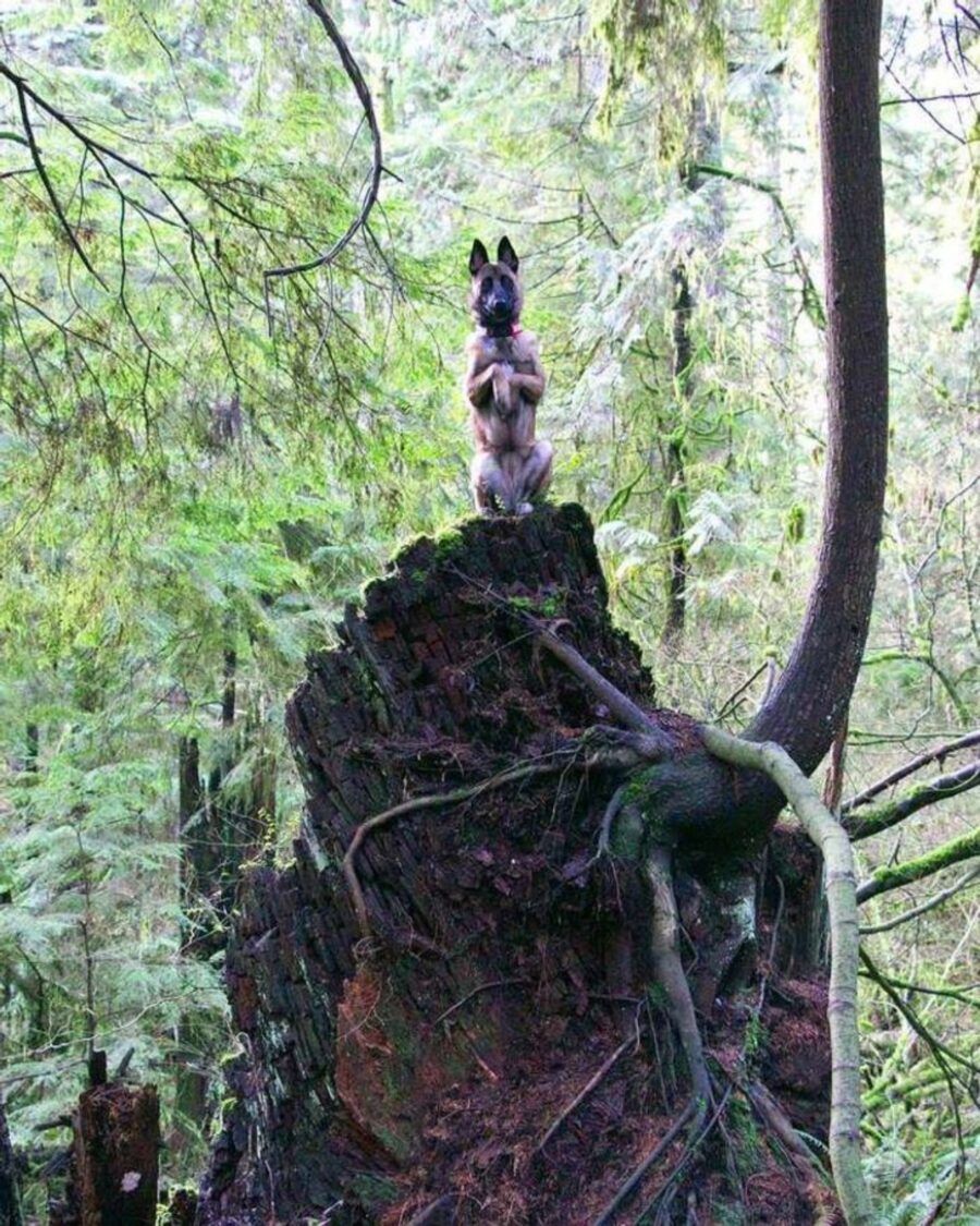 cane sembra scoiattolo