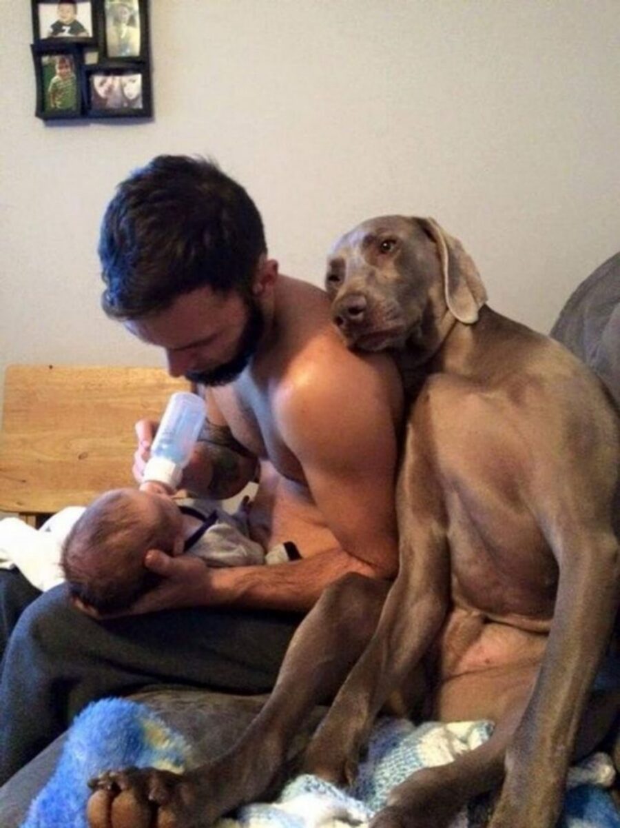 tenero cane papà