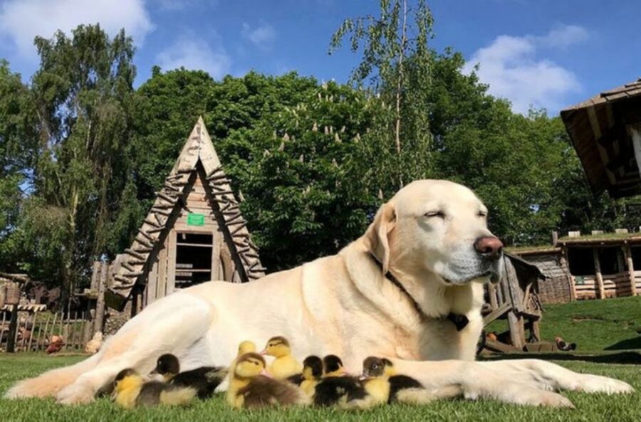 simpatico cane pulcini