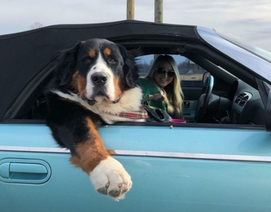cane auto viaggio