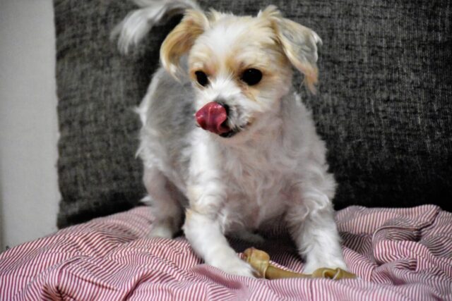 6 foto di cani che dimostreranno che sono unici al mondo