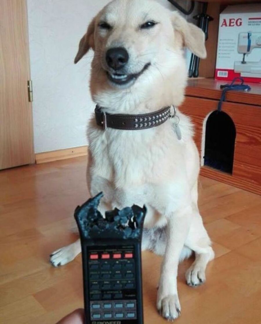 cane telecomando