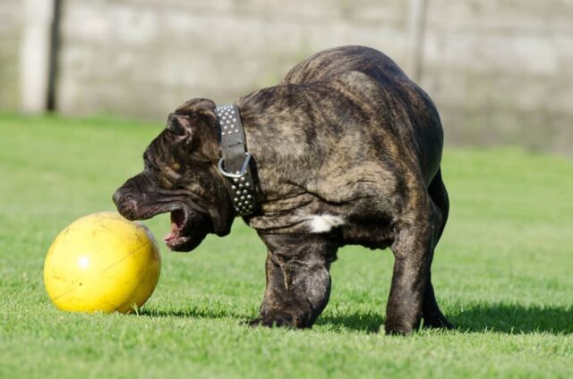 cane gioca pallone