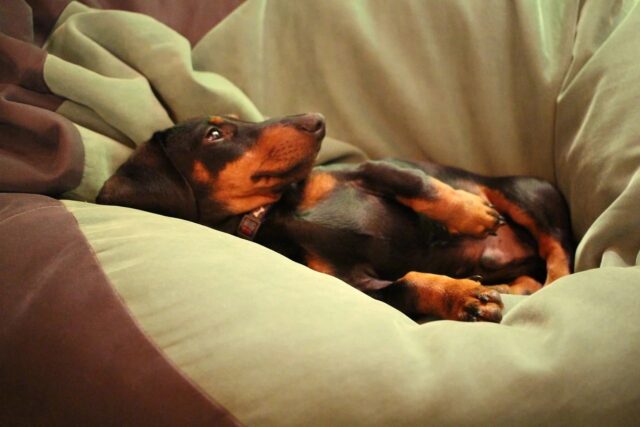 6 foto di cani che renderanno la tua giornata davvero speciale