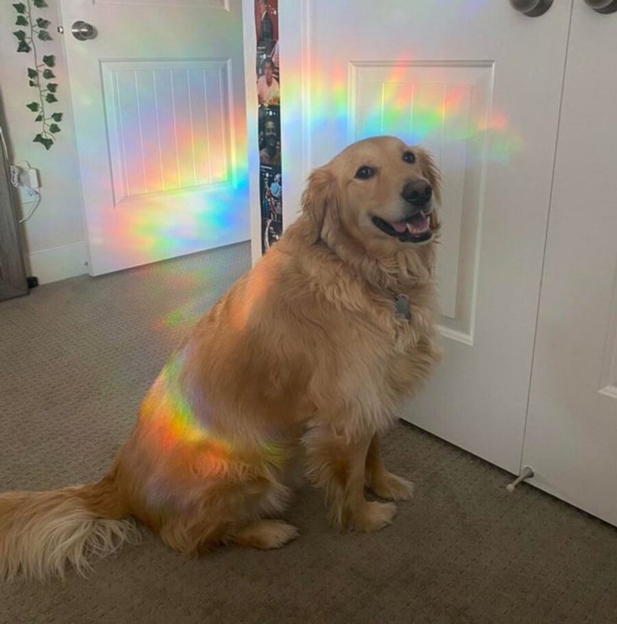 cane colori arcobaleno