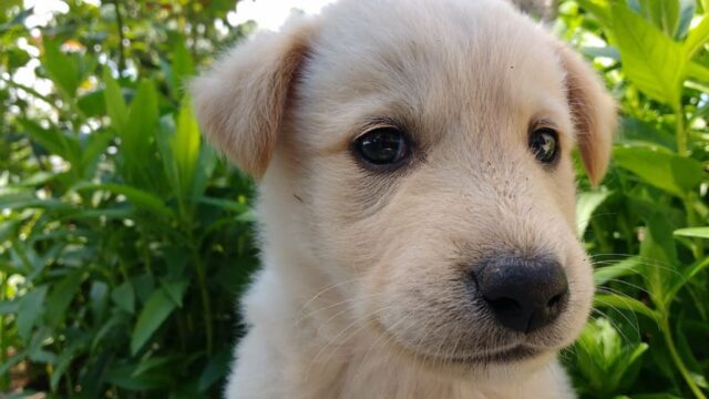 6 foto di cani che ti faranno desiderare un amico peloso all’istante