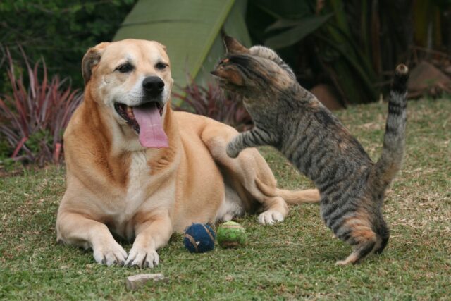 6 foto in grado di dimostrare che cani e gatti sono fatti per stare insieme