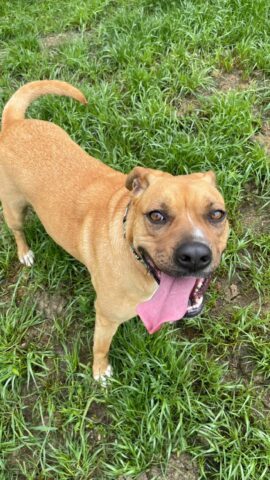 Akira, la cagnolina recuperata dalla strada è alla ricerca di un’adozione felice