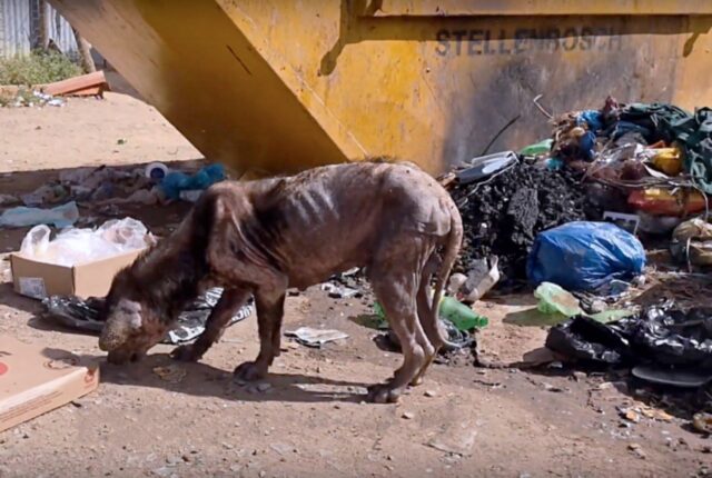 Alexander, il cagnolone che viveva in una discarica in pessime condizioni