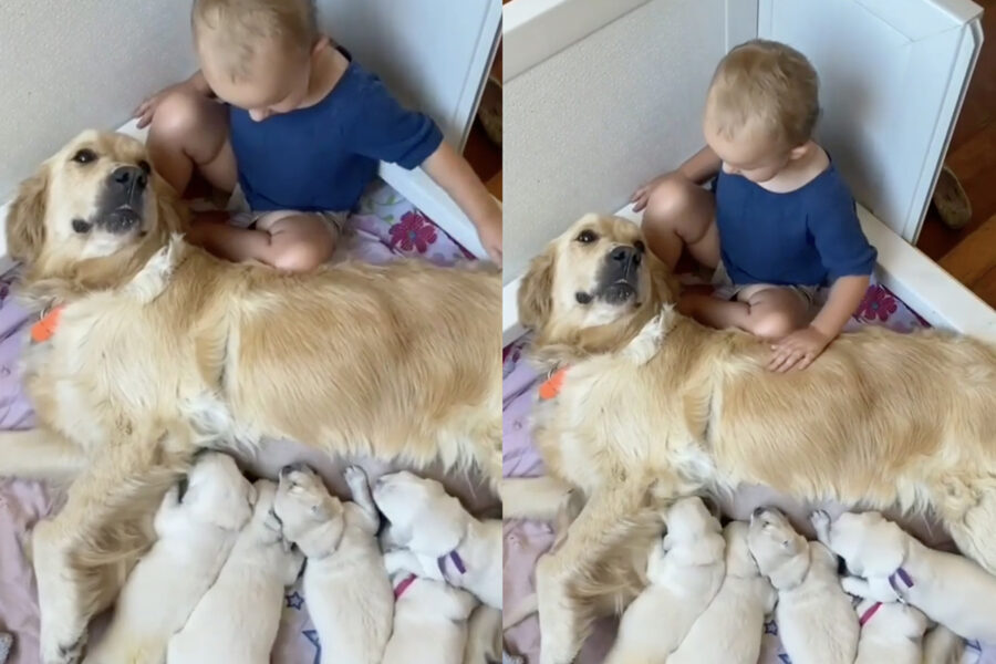 Bambino accarezza Golden Retriever mentre allatta