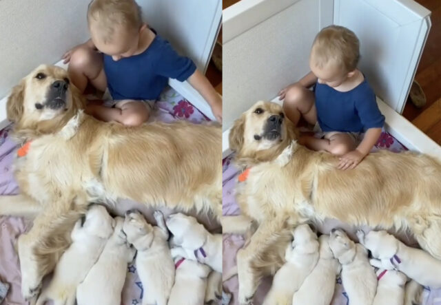 Bambino piccolo accarezza Golden Retriever che allatta i suoi cuccioli di cane