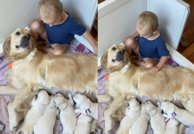 Bambino accarezza Golden Retriever che allatta, la scena è dolcissima (VIDEO)