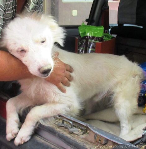 Banjan, il cane che conosceva solo maltrattamenti, ha trovato la felicità