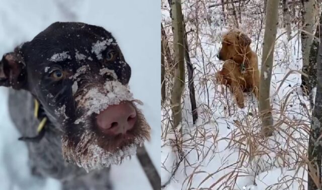 Banjo, il cane che ha salvato un cagnolino che era scomparso nella neve