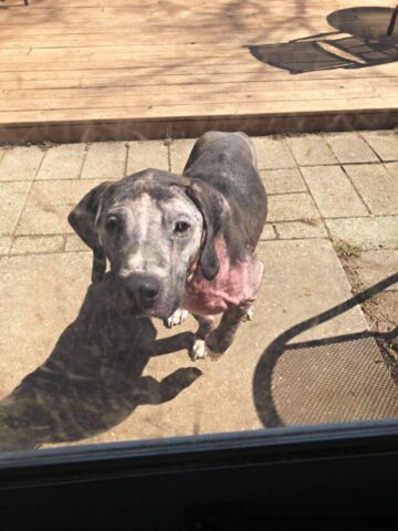 Benedict, il cane che si era perso, non verrà restituito ai proprietari