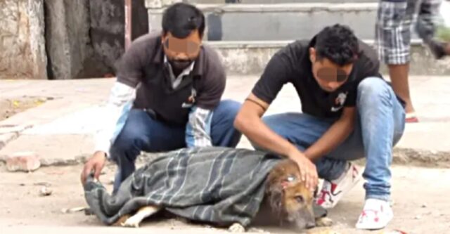 Bhaloo, il cagnolone anziano salvato da due umani speciali