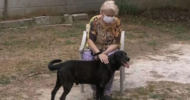 Bob, il cane che si è intrufolato in un ospizio per riabbracciare la sua umana