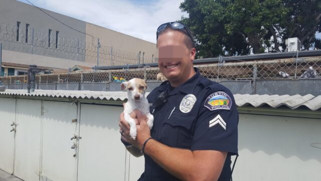 Bubba, la cagnolina salvata dai maltrattamenti da un poliziotto speciale