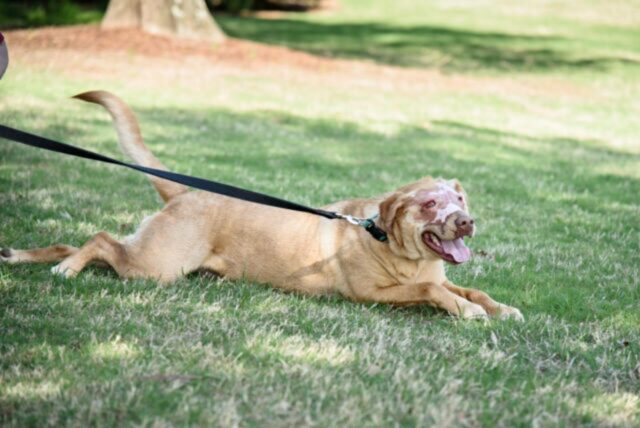 Buddy, il cane che ha rischiato la vita a causa dei maltrattamenti