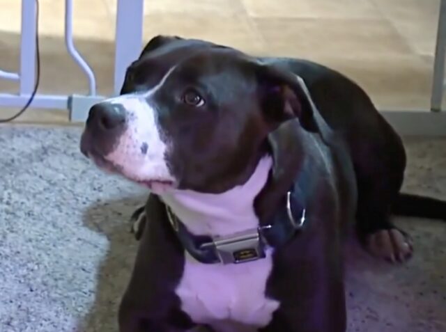 Bunny, il Pitbull adottato ringrazia il suo nuovo umano salvandogli la vita