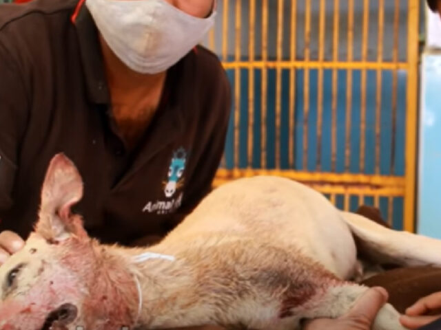 Kenny: il cane vicino alla morte che adesso gioca e si diverte