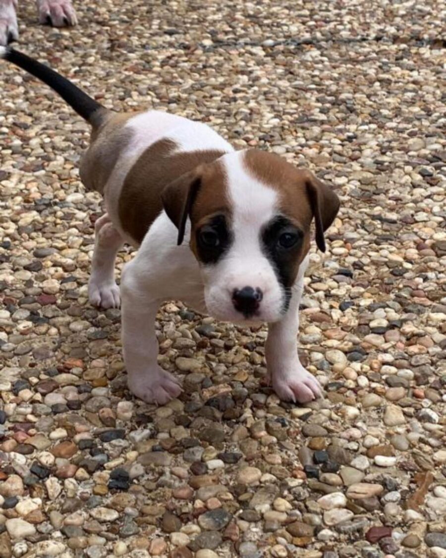 cane bianco e marrone