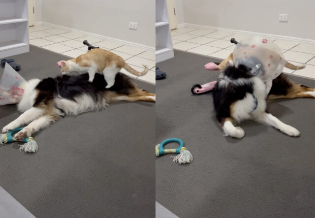 Cane da Pastore Australiano in convalescenza accudito da un gatto che gli vuole bene