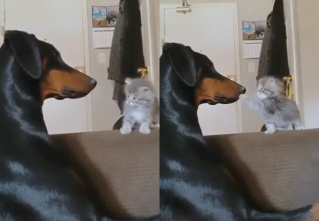 Cane impassibile davanti al gattino giocherellone, la dolcezza a quattro zampe (VIDEO)