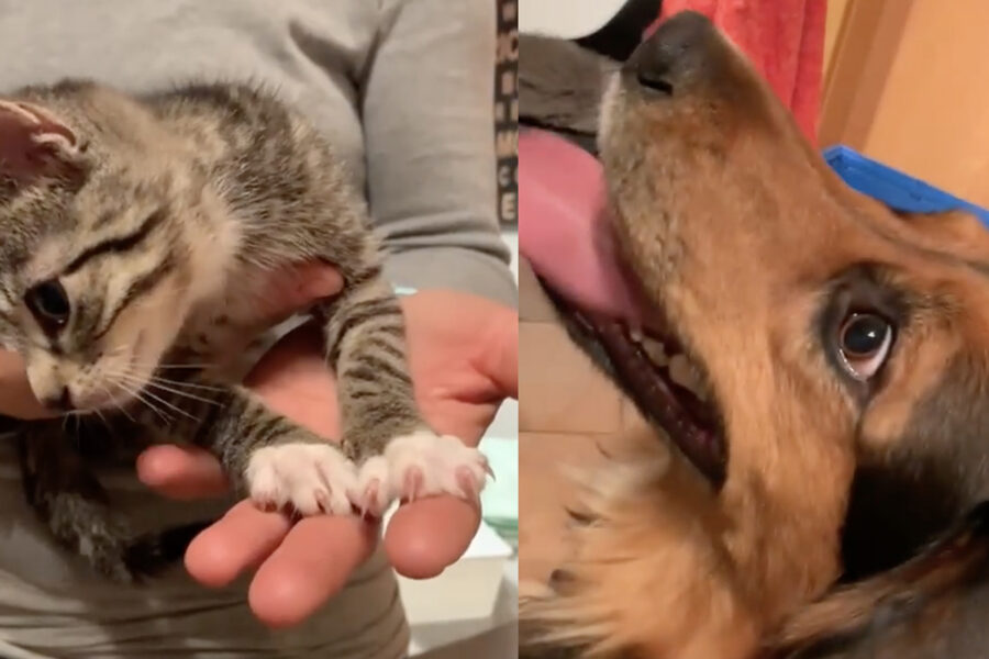 Cane con lo sguardo innamorato rivolto a un gattino