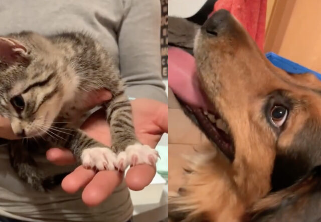 Cane innamorato di un gattino, il video è dolcissimo