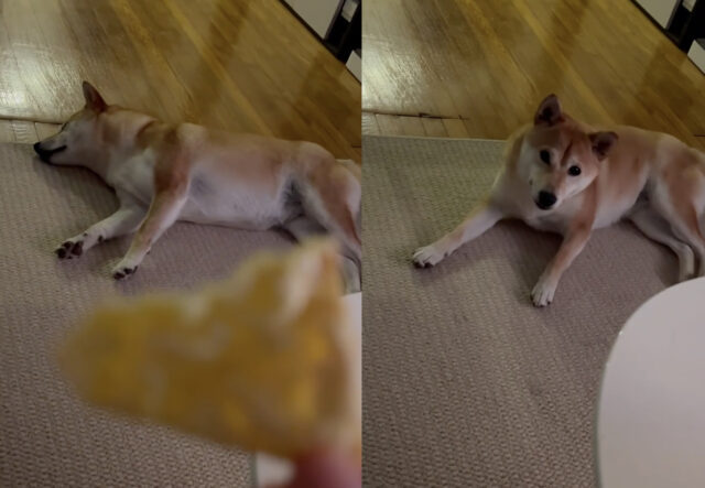 Cane non sente il suo nome ma risponde al richiamo delle patatine