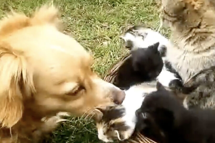 Cane si prende cura di mamma gatta e gattini con affetto con dedizione