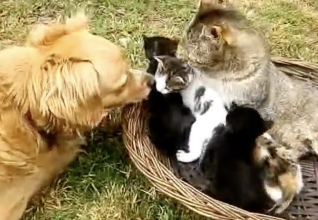 Cane si prende cura di mamma gatta e gattini, un gesto straordinario (VIDEO)