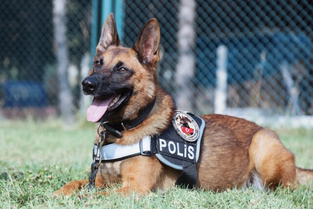 Cani poliziotto, in Florida non dovranno più aspettare i soccorsi