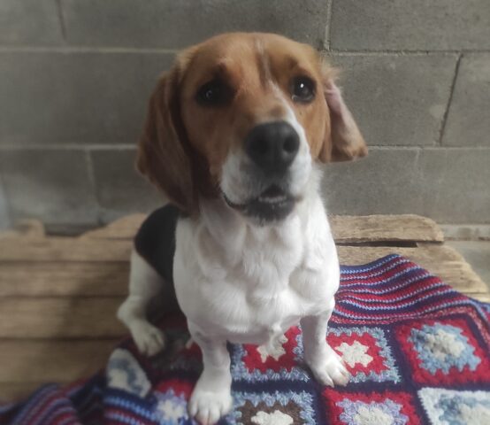 Coco: piccolo e affettuoso Beagle cerca un’adozione per la vita