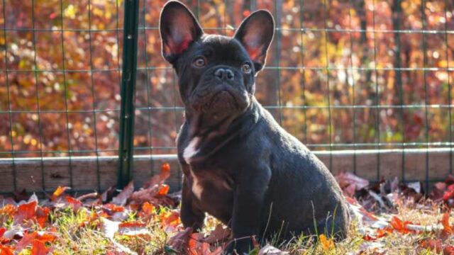 Cucciolo di bulldog francese rapito da un vicino di casa: la storia