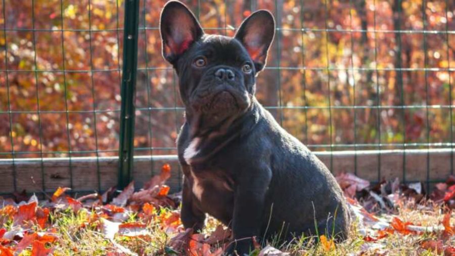 cucciolo di bulldog francese rapito