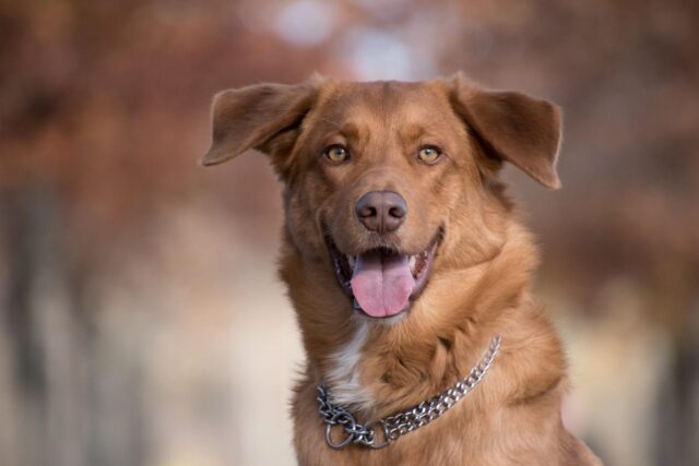 Questo Stato vieterà i collari a punte per cani: le motivazioni