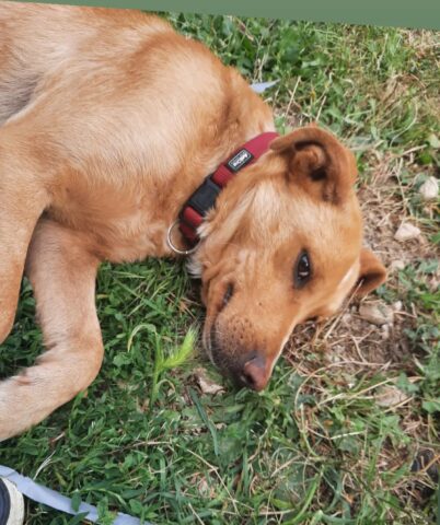 Enzino, il cagnolino abbandonato è alla ricerca di una famiglia felice