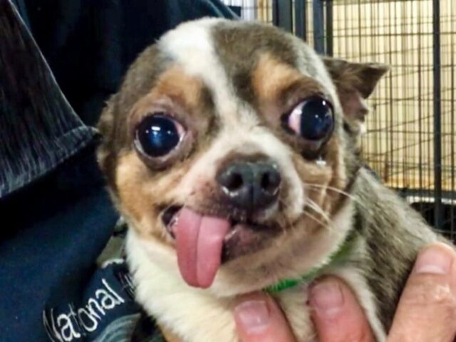 Freddie, il Chihuahua maltrattato, ha conosciuto la felicità dopo 9 anni