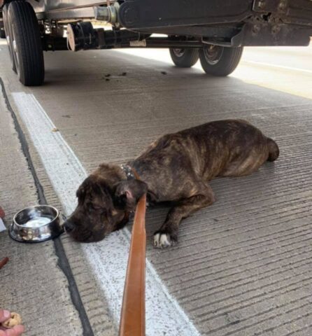 Grace, la cagnolona abbandonata sull’autostrada è stata salvata da una poliziotta