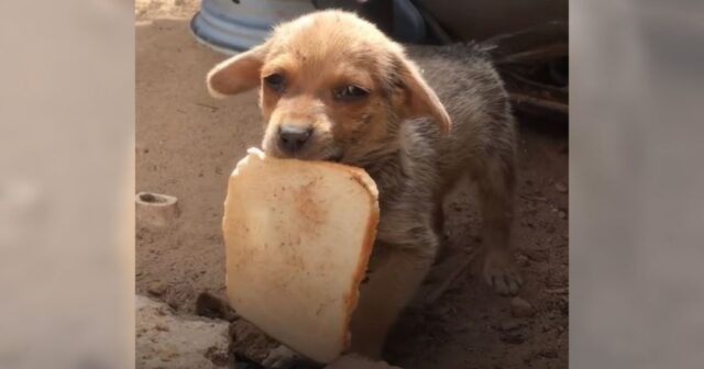 Gunnar, il cagnolino randagio corre incontro ai soccorritori per ringraziarli