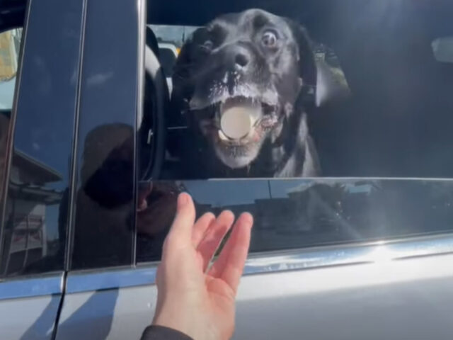 Labrador adora il suo puppuccino e lo mangia a gran velocità