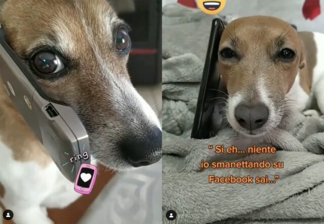 Jack Russell al telefono, il video di un corteggiamento alternativo