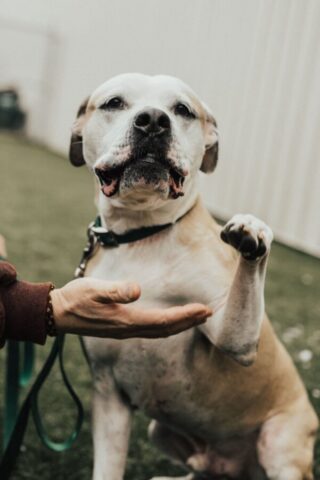 Junior, il cagnolone che è tornato a casa dopo 8 anni