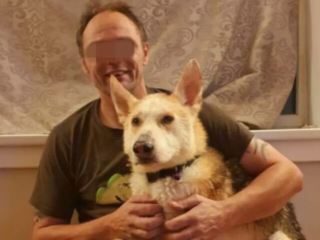 Kavik, il cane che ha ritrovato il suo umano 8 anni dopo