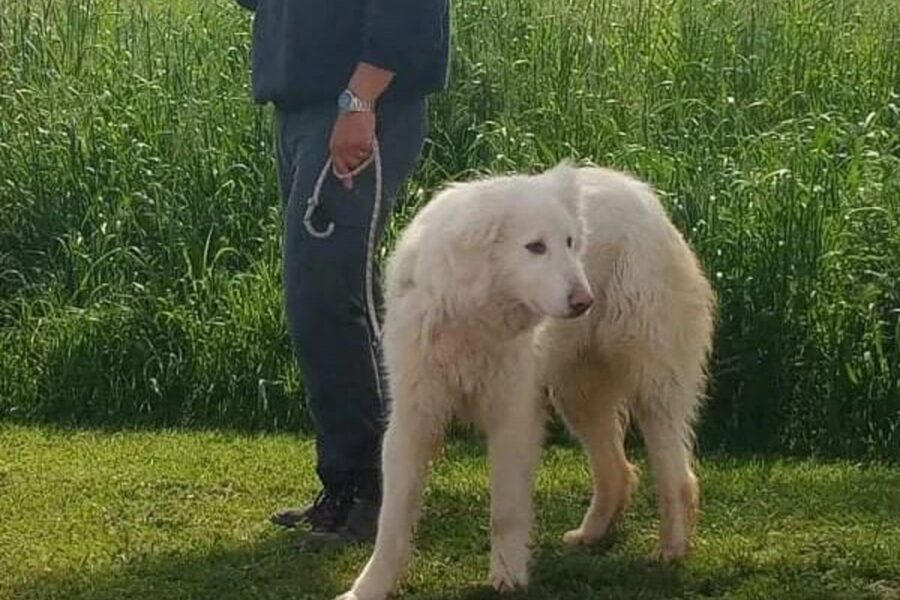 Loki dal pelo bianco